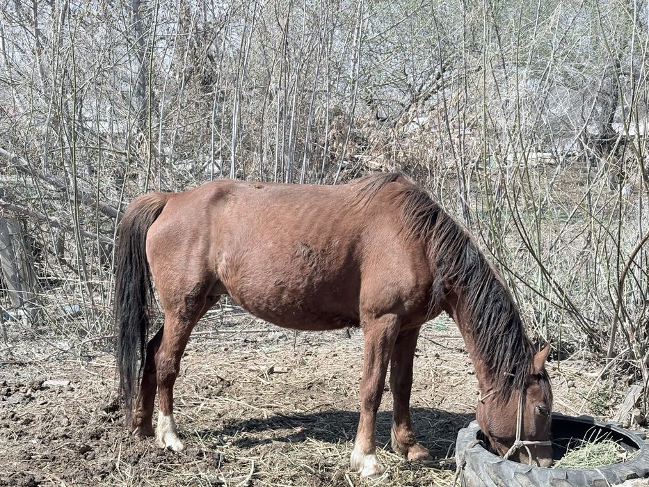 Обмен айғырға көкпар көрген