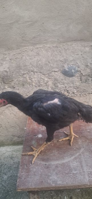 Дакан жужалари сотилади зотига тозалигига 100% гарантя