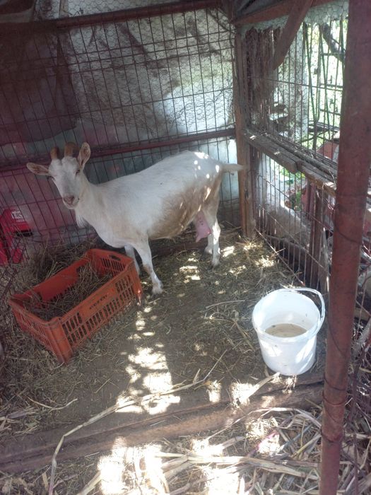 Animale de vânzare