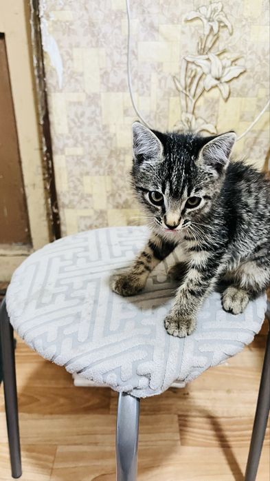 Отдам котенка.