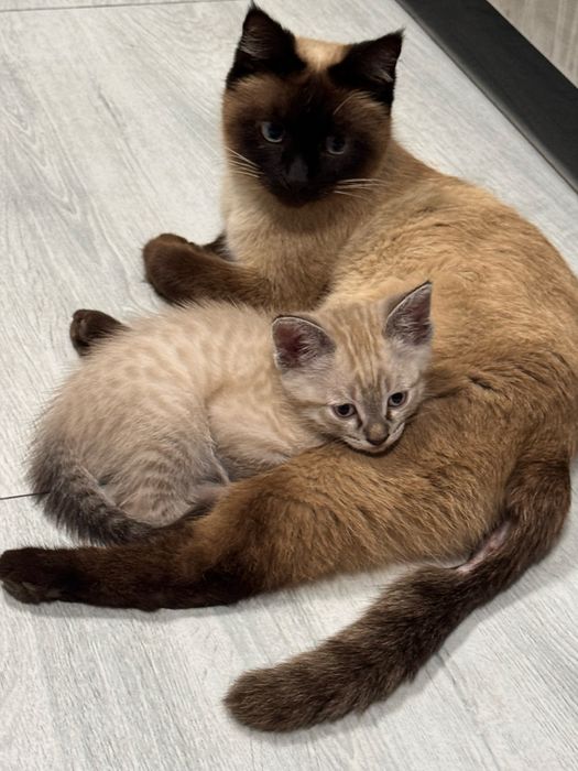 Ищем хозяина для котенка