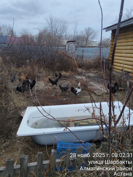 Кораз Петушки Петух