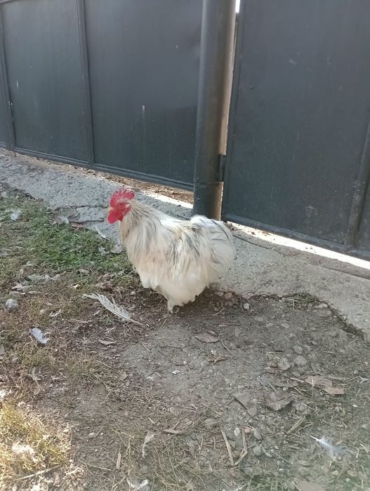 Cocoș cochinchina pitic