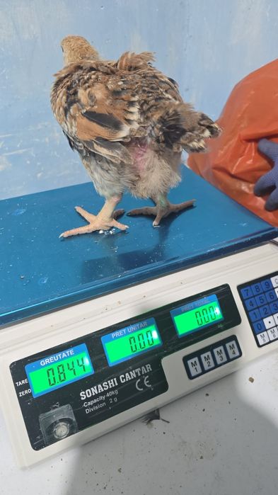 Pui alb de carne și rasa Cabir