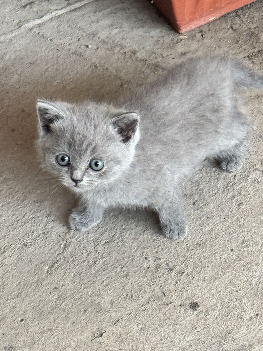 Mushukchalar srochno sotiladi scottish strayt (скотиш страйт)