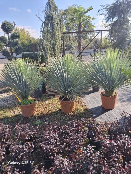 Vând tuia leylandii la oferta