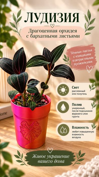 Лудизия комнатное растение