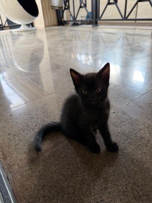 Отдам котят бесплатно