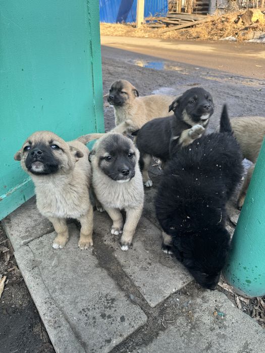 Отдам щенков в хорошие руки