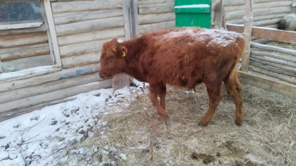 Продам бычок звоните