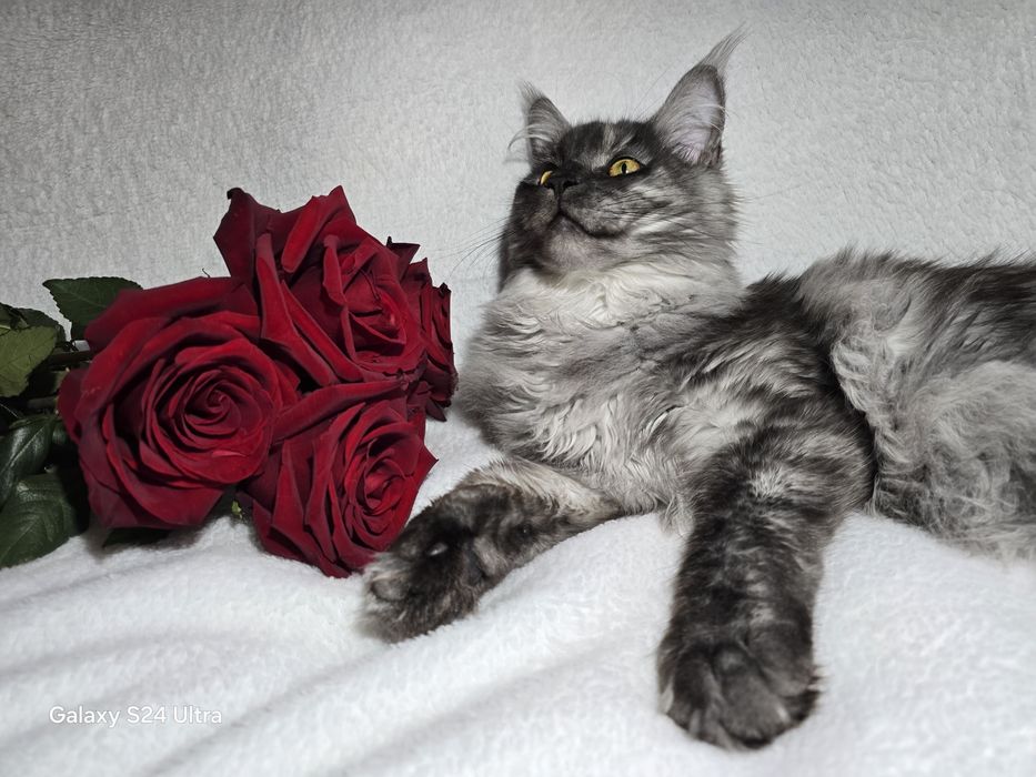 Чистокръвни Котенца Мейн Куун
