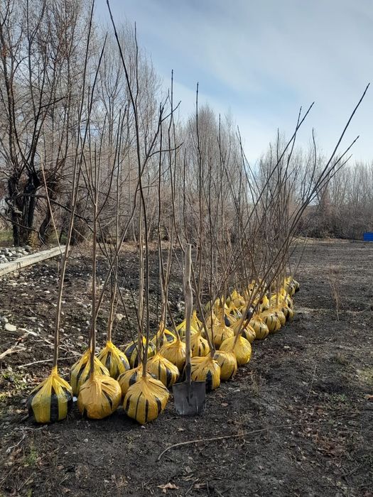 Саженцы оптом и врозницу