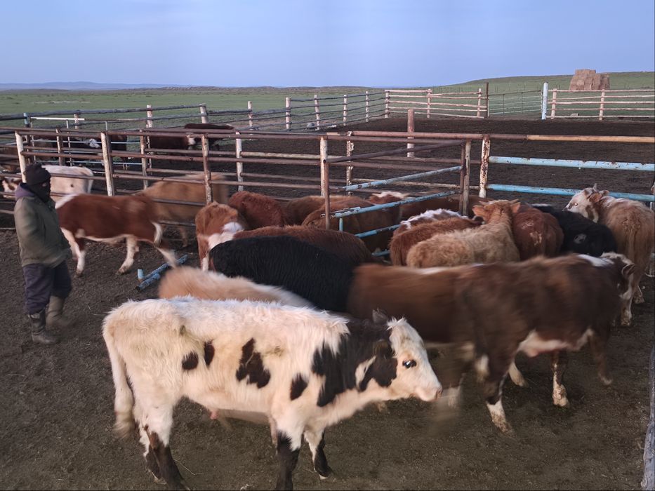 Бычок, торпак оптом бычки естть