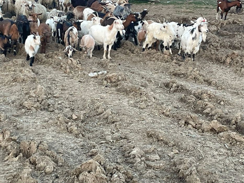Vând  70 de capre