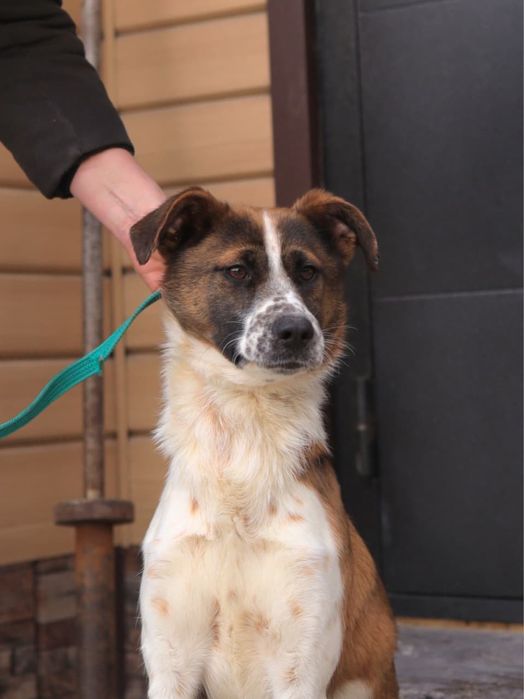 Щенок - подросток Коппер