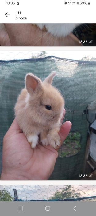 Puiuți  iepurasi rasa pitica