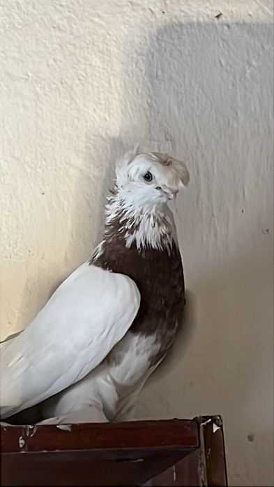 Пара капканов продажа