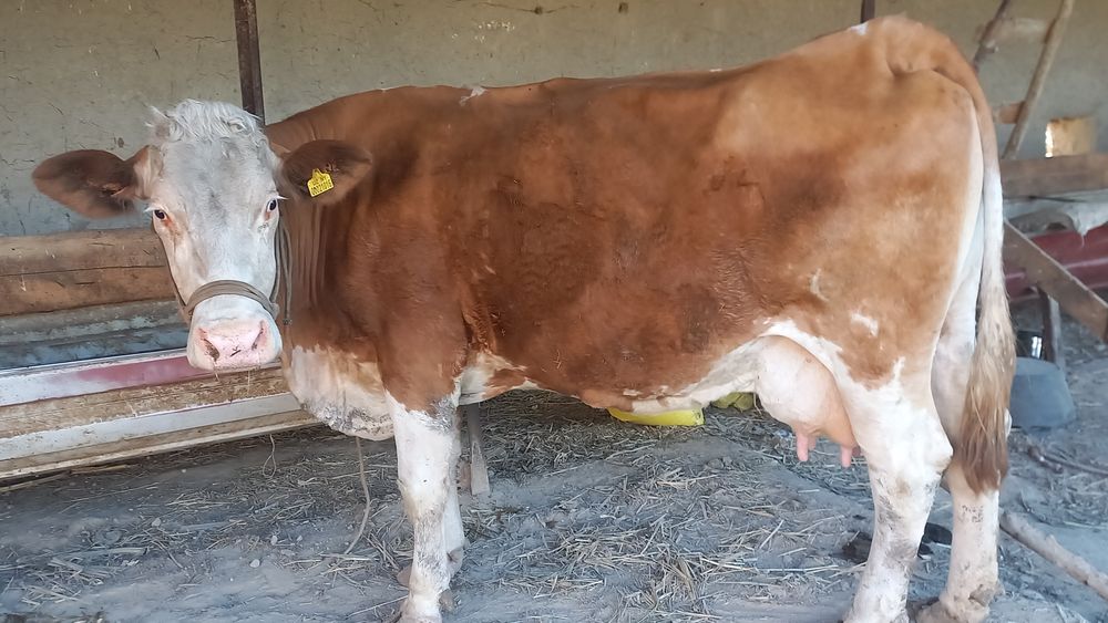 Tez va Arizon  sotiladi