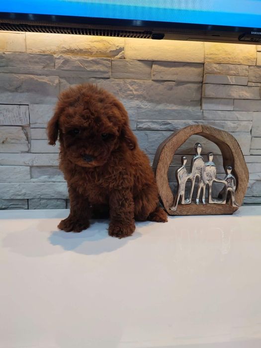 Пудел Той/Poodle Toy