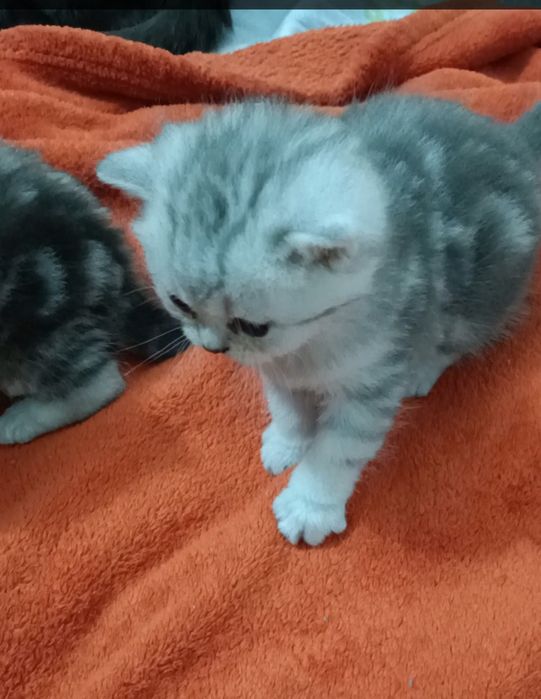 Шотландские шиншиллы