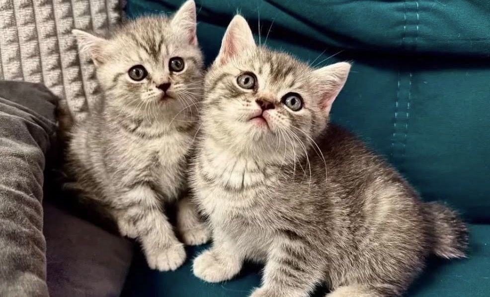 Шотландские Котодетки