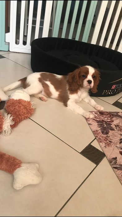 Щенки Кавалер Кинг-чарльз