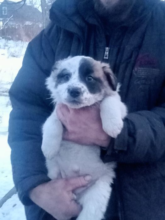 Очаровательные щенята