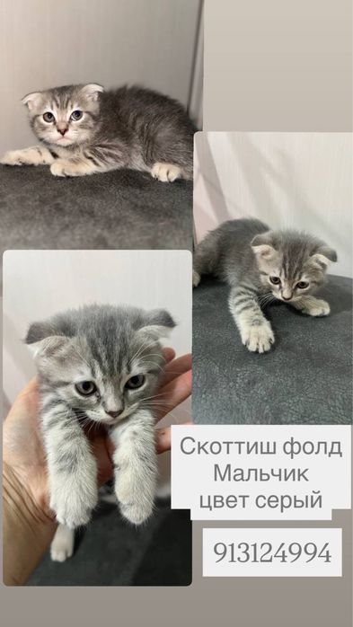 Продаются котята девочки и мальчик