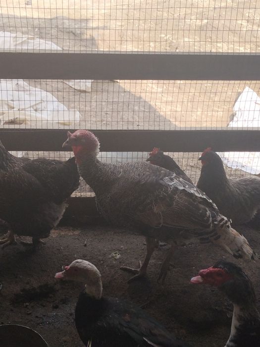 Продам индюк индоутка дакан