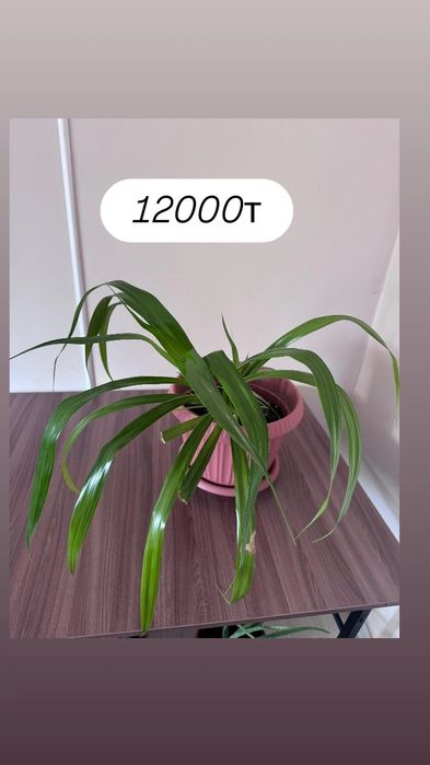 Үй гүлдері сатылады