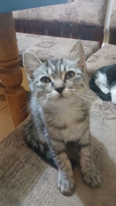 Котята бесплатно
