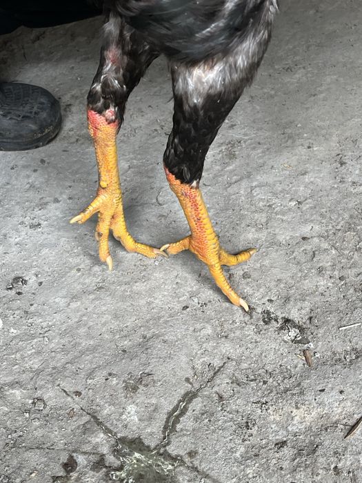 Продам петуха дакан