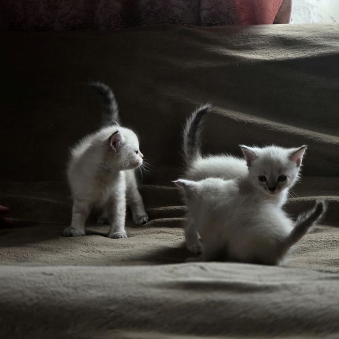 Отдам котят девочки