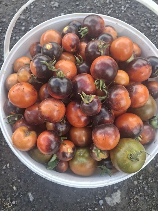 Продам домашние помидоры