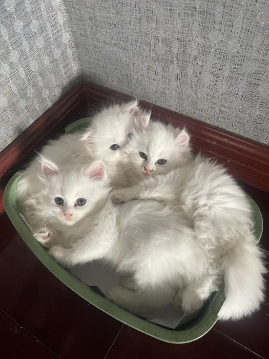 Белоснежные девочки Мэйн Кун