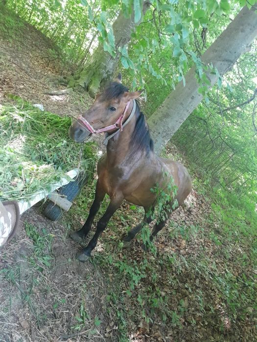 Cal de vânzare Maxut