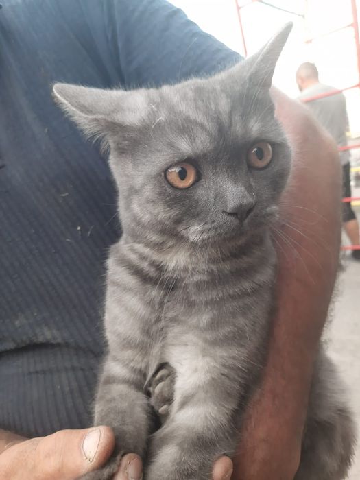 Котенок британец