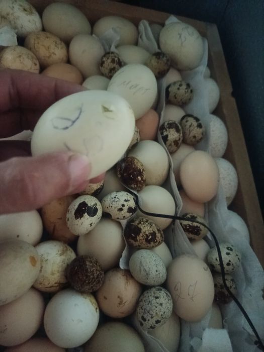 Продам новые инкубаторы