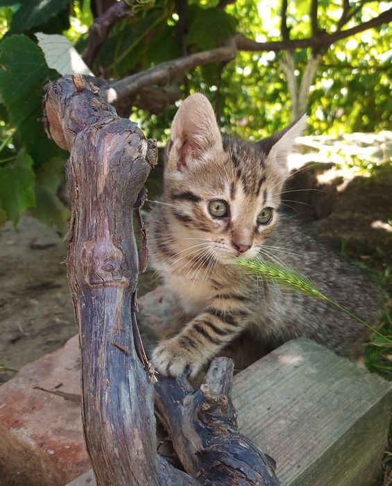 Pisici / pisoi spre adopție