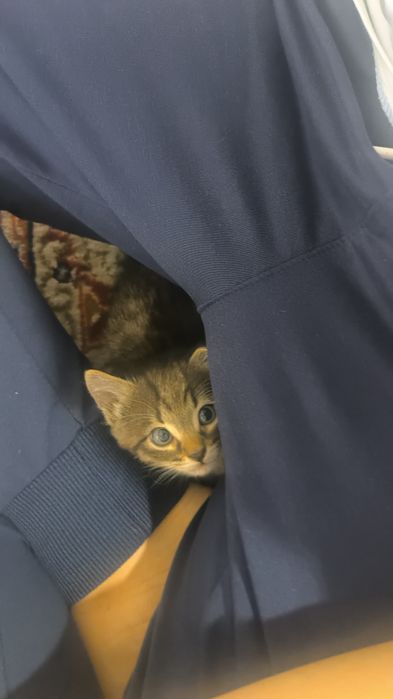 Котенок в добрые руки