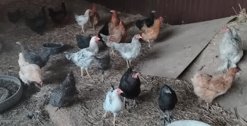 Продам домашних курочек.