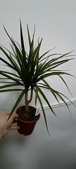 Драцена:6500 тенге