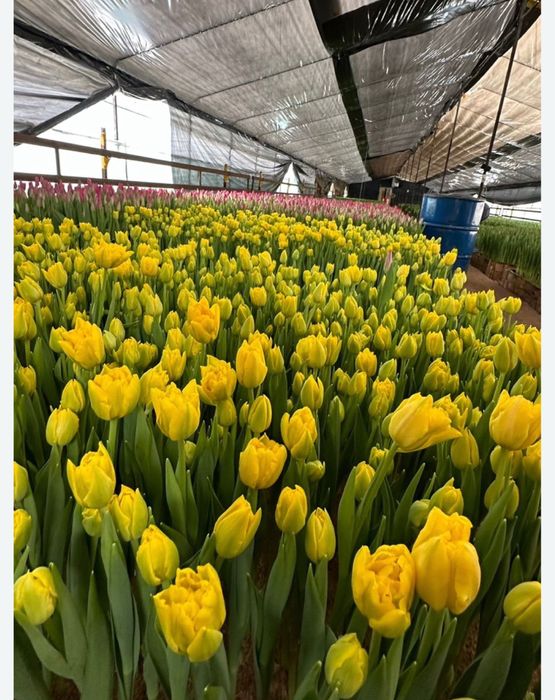 Тюльпаны оптом  доставкав любой регион документы