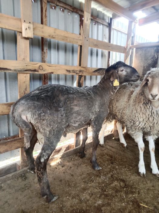 Тоқты ісек сатылады