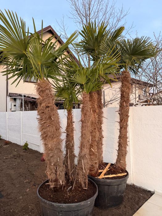 Palmieri cu 3 trunchuri rezistenti la iarna livram oriunde in tara