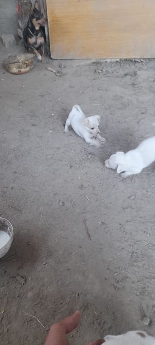 Чихуахуа пародали ит болалари сотилади