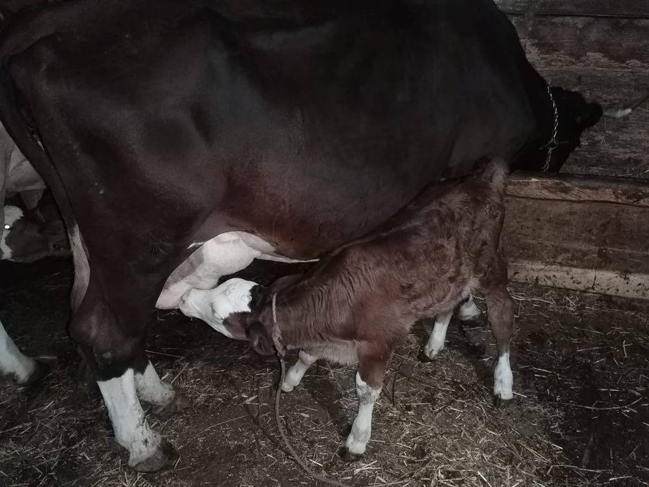 Vacă cu vitea de vânzare