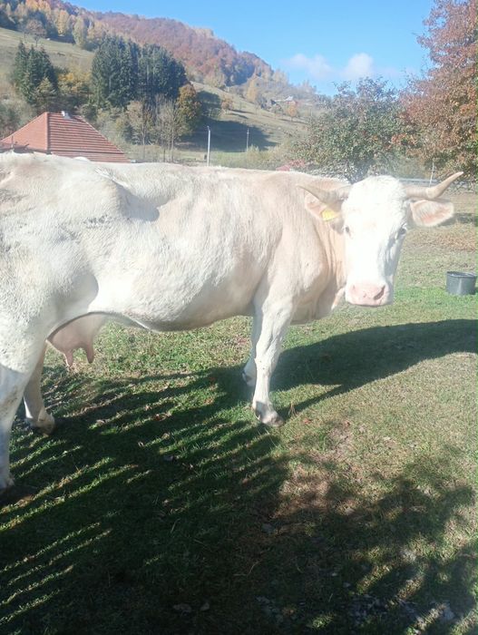 vaca bălțată romanească