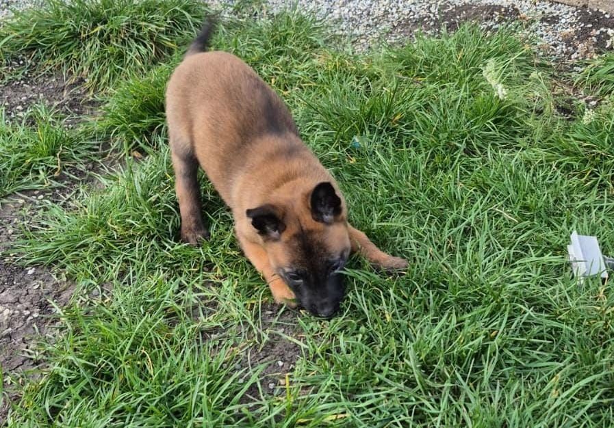 Ciobanesc belgian malinois pedigree