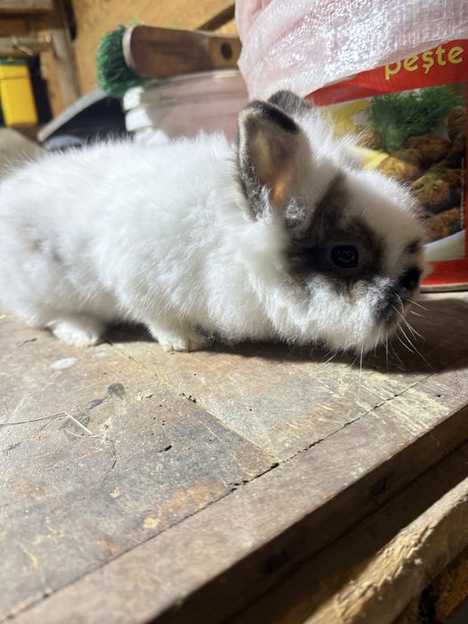 Cap de leu De vanzare